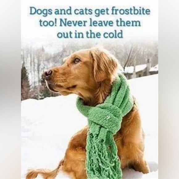 🥶 ❄️🧊BRING IN PETS INSIDE IN FRIGID TEMPS!! BESIDES, ITS THE LAW!!🙏🐕🐈‍⬛🐇🐈 - Picture 14 of 14